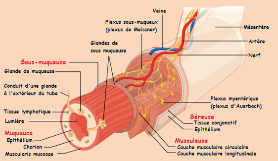 Schéma d'une vue en coupe de la structure du tube digestif