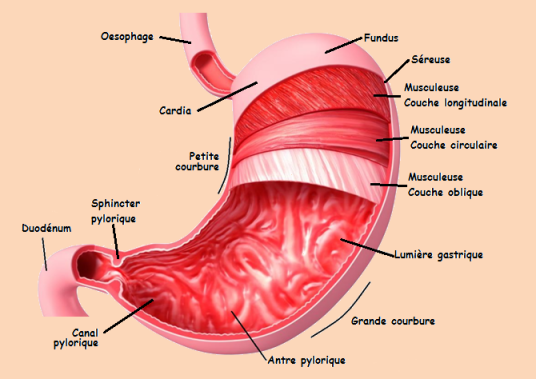 Schéma illustrant la composition de l'estomac