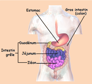 Schéma illustrant les différentes portions de l'intestin grêle et leur position dans le corps humain