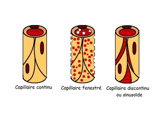 Schéma représentant les différents types de capillaires
