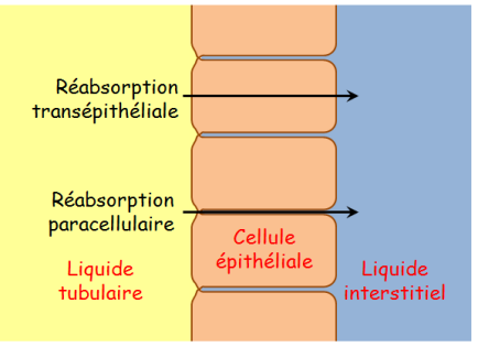Schéma illustrant les deux types de réabsorbtion : transéphithéliale ou paracellulaire