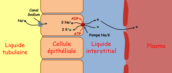 Schéma illustrant le transport actif du sodium du liquide tubulaire au plasma