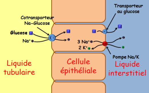 Schéma illustrant le transport actif du glucose du liquide tubulaire au plasma
