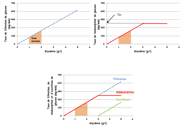 Graphes du taux de filtration,de réabsorbtion et d'excrétion du glucose en fonction de la glycmie