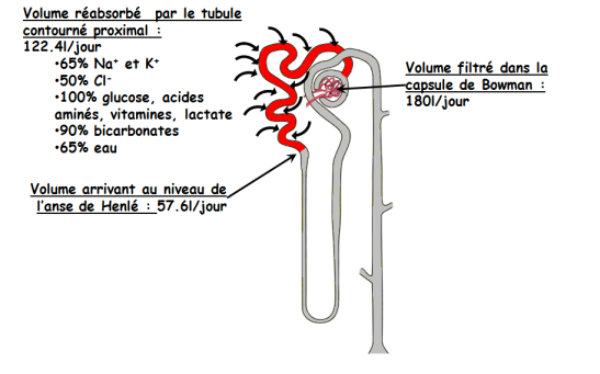 Schéma d'un néphron associé aux chiffres clés de la réabsorbtion au niveau du tube contourné proximal