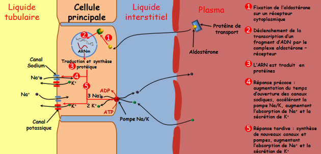 Schéma illustrant les différentes étapes du mécanisme d'action de l'aldostérone dur les cellules principales
