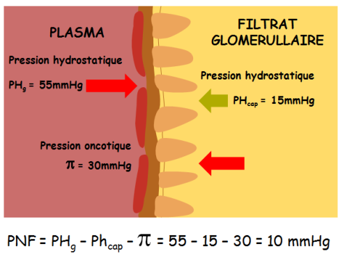 Schéma illustrant les forces permettant de déterminer la pression nette de filtration