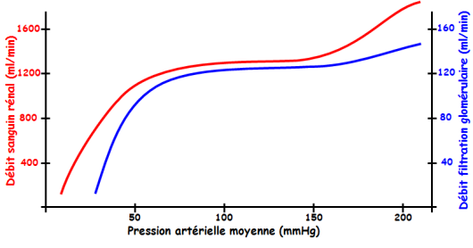 Graphe représentant l'évolution du débit sanguin rénal et du débit de filtration glomérulaire en fonction de la pression artérielle moyenne