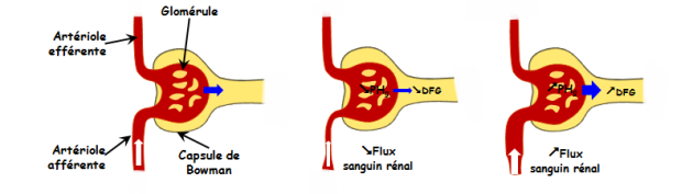 Schéma illustrant les effets des variations du flux sanguin rénal sur le DFG