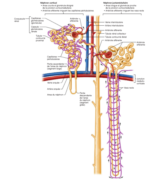 Schéma illustrant la vascularisation des néphrons.