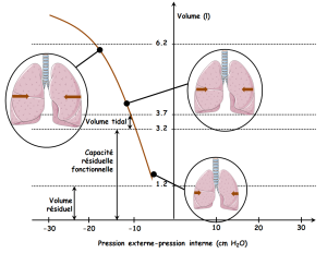 Graphe du volume des poumons en fonction de la différence de pression entre l'air extérieur et l'air intérieur