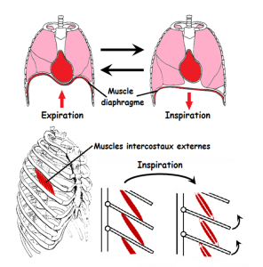 Schéma illustrant les mouvements du diaphragme et des muscles intercostaux externes lors de l'inspiration