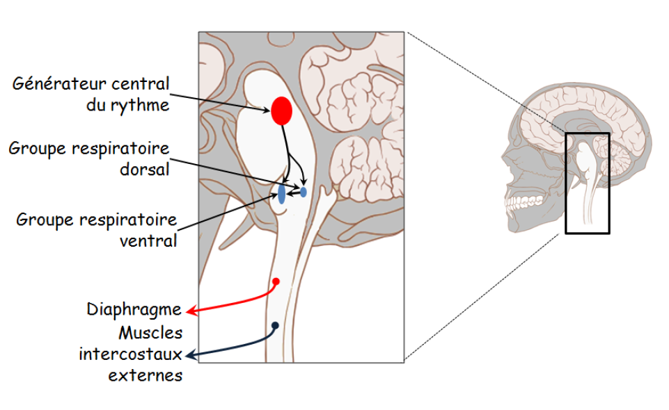 Physiologie Des Syst mes Int gr s Les Principes Et Fonctions 2 