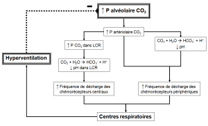 Schéma présentant les conséquences d'une hausse de la pression partielle en dioxyde de carbone au niveau des alvéoles
