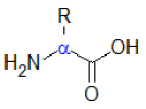Représentation 2D d'un acide aminé composé d'une fonction carboxylique et d'une fonction amine portées par le carbone alpha