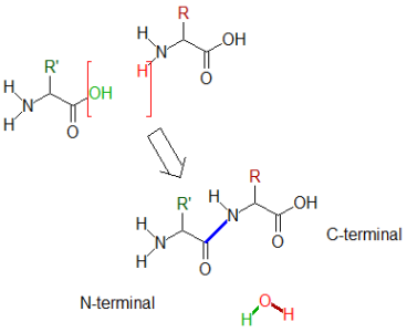 Réaction chimique conduisant à la formation de la liaison peptidique et à l'élimination d'une molécule d'eau