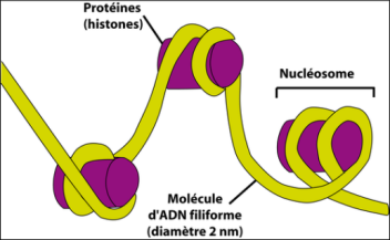 Partie 1 : Structure, fonction et métabolisme de la cellule - I -  Protection du matériel génétique lors de la division cellulaire