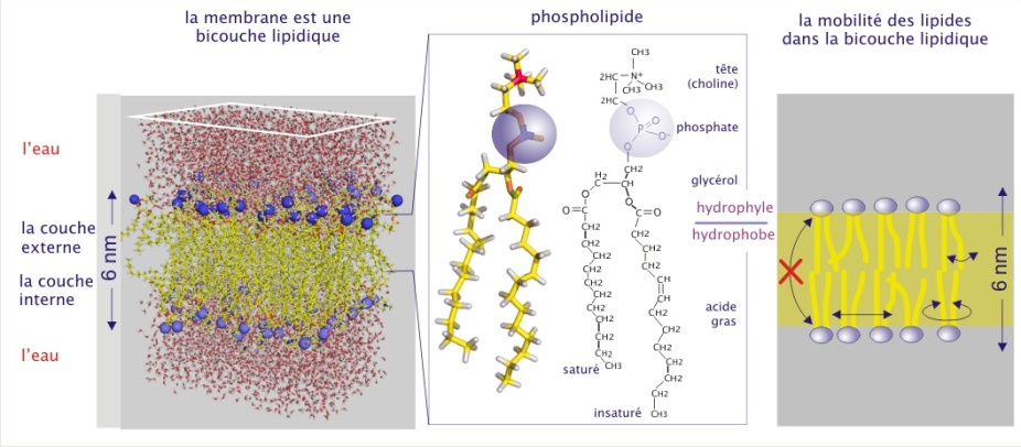 Structures et fonction des membranes ( concept 7.1 les membranes  cellulaires sont des mosaïques fluides de lipides et de protéines) Diagram