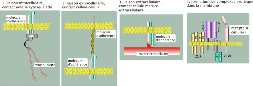 La cellule/membrane plasmique : Notion de récepteurs