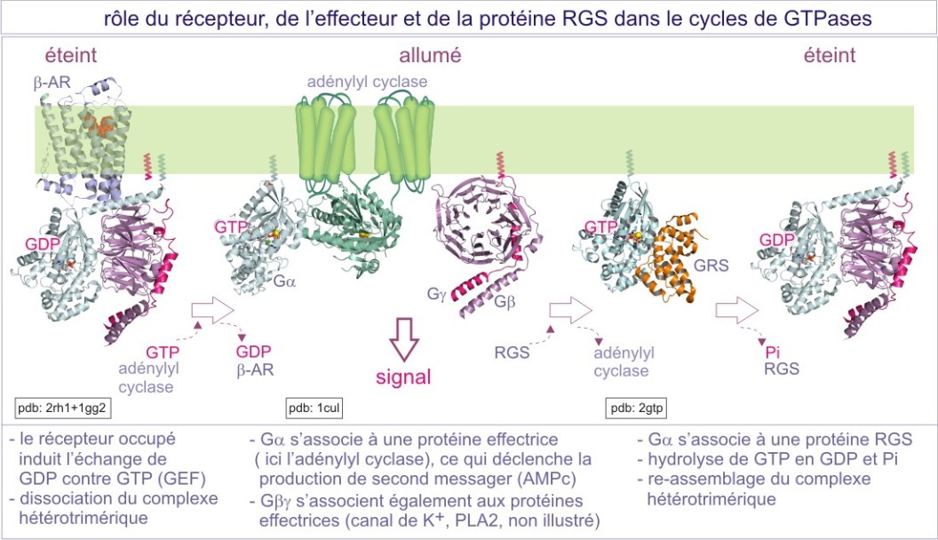 Les différents récepteurs des IgA. Le RFcaI (CD89) (récepteur