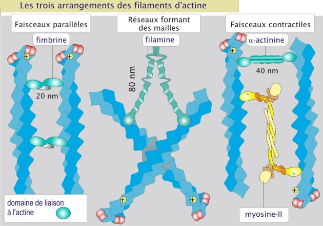 4.5 Le cytosquelette – Introduction à la biologie cellulaire et