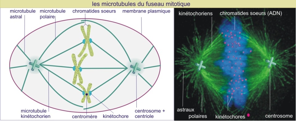 Fonctions Des Microtubules 4 Le Cytosquelette biologie Cellulaire 
