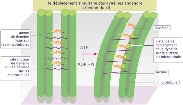 Fonctions Des Microtubules 4 Le Cytosquelette biologie Cellulaire Fonctions Des Microtubules 4 Le Cytosquelette biologie Cellulaire