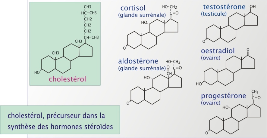 R le De La Mitochondrie Dans La Synth se Des Hormones St ro des 5 La 