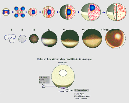 Cours De Biologie Du D veloppement De Licence Modalit s De Stockage 