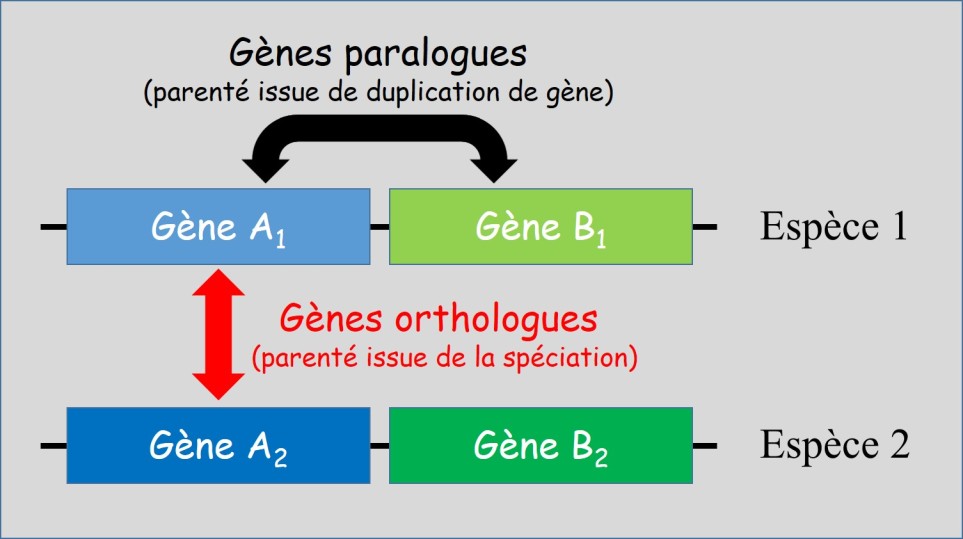 3 2 5 2 Les Remaniements Chromosomiques Introduction La Biologie 3 2 5 2 Les Remaniements Chromosomiques Introduction La Biologie