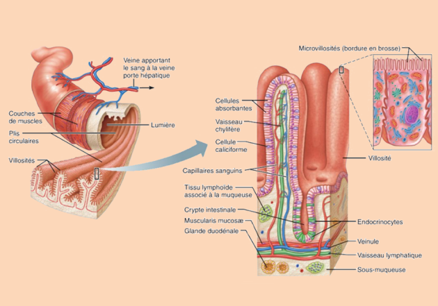 Schéma illustrant la composition de l'intestin grêle et le détail d'une villosité