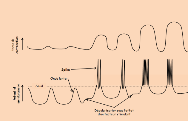 Graphes présentant la relation entre la force de contraction et le potentiel membrane du muscle lisse.