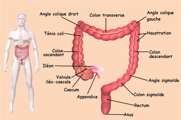 Schéma présentant les différentes parties de l'intestin et leurs positions dans le corps humain
