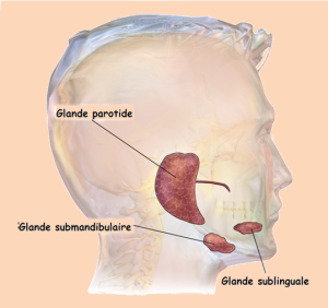 Schéma présentant les positions des glandes salivaires