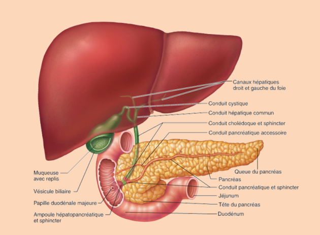 Schéma représentant le foie, la vésicule biliaire,le pancréas et le duodénum ainsi que leurs liaisons