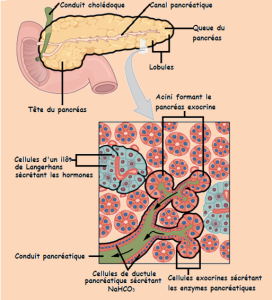 Schéma représentant l'anatomie du pancréas au niveau macroscopique et microscopique