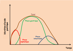 Graphe représentant les trois phases de la sécrétion gastrique dans le temps et leur quantité d'acide sécrété