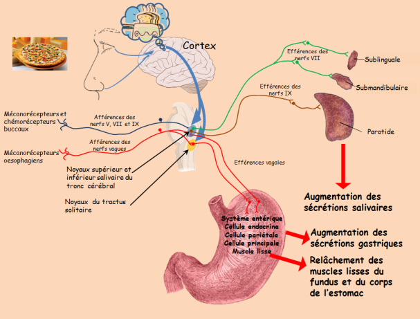 Schéma des différents événements de la phase céphalique de la digestion