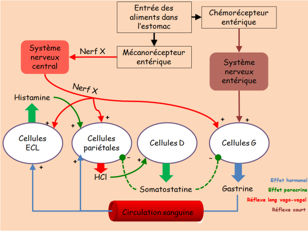 Schéma illustrant les différents acteurs et le déroulement du contrôle des sécrétions de l'estomac pendant la phase gastrique