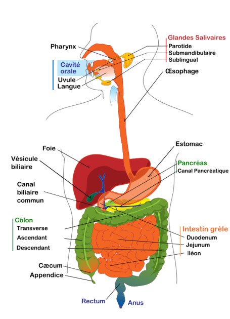 Vue générale du système digestif présentant les différents organes et leurs positions dans le corps humain