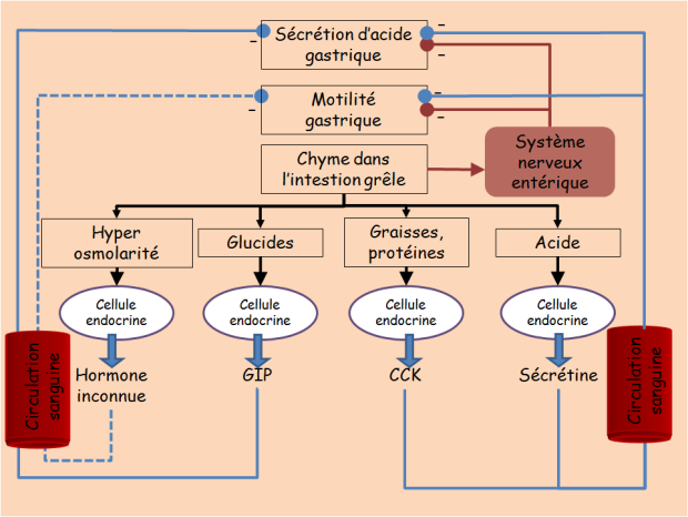 Schéma illustrant les mécanismes de contrôle de la sécrétion et de la motilité gastrique pendant la phase intestinale