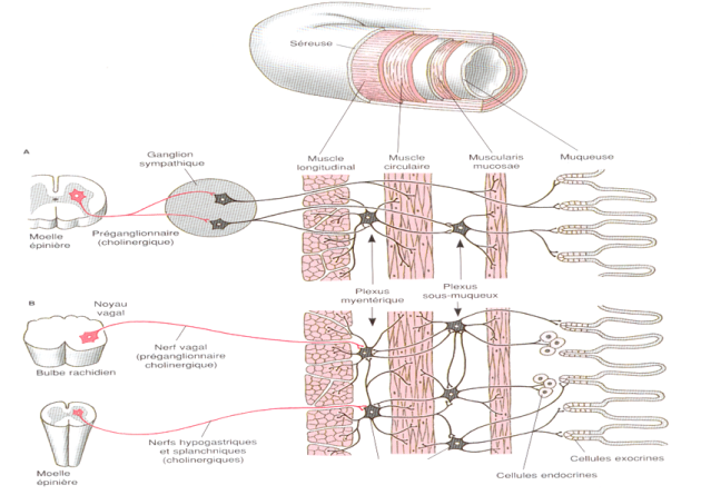 Schéma illustrant l'innervation du tube digestif et ses connexions aux autres centres nerveux (moelle épinière et bulbe rachidien)