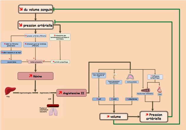 Schéma résumant le fonctionnement du système rénine-angiotensine