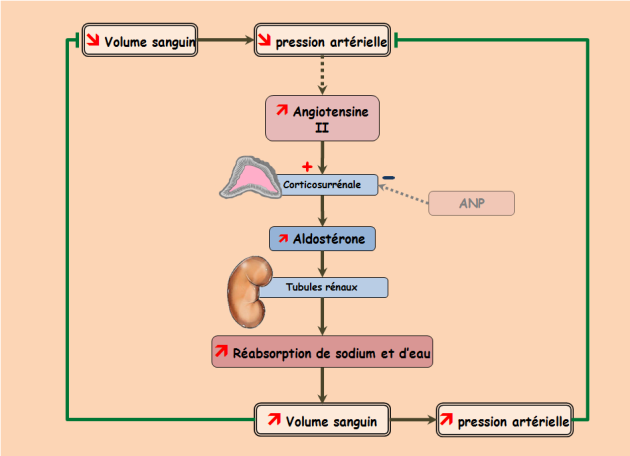 Schéma présentant les mécanismes mettant en jeu l'aldostérone
