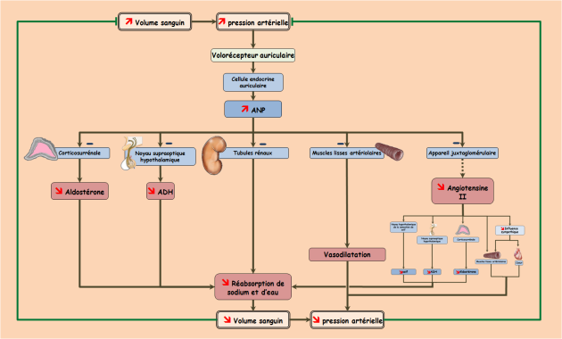 Schéma illustrant les mécanismes de régulation de la pression artérielle mettant en jeu l'ANP