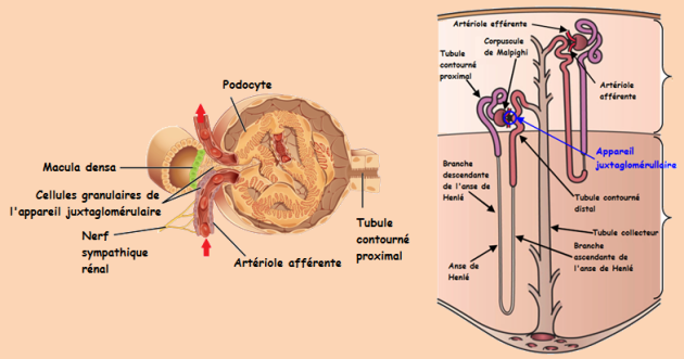 Schéma présentant l'anatomie de l'appareil juxtaglomérulaire ainsi que sa position au sein des néphrons