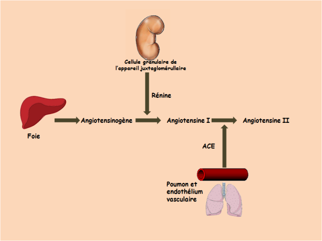 Schéma présentant le cycle de production de l'angiotensine II