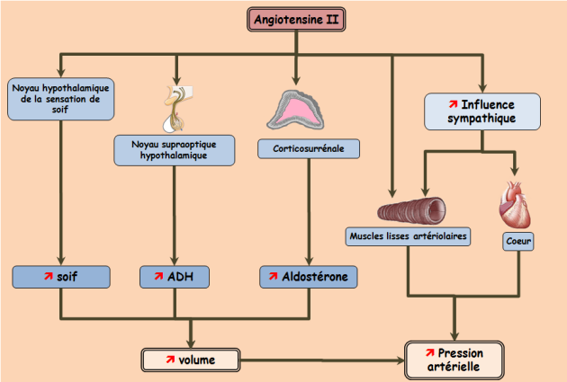 Schéma présentant les différents modes d'action de l'angiotensine II provoquant une augmentation de la pression artérielle