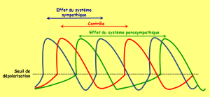 Graphe des courbes des potentiels action d'une cellule du nœud sinusal en fonction de l'influence du système de contrôle, du système sympathique et du système parasympatique.