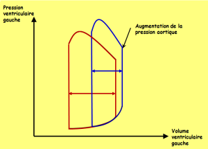 Graphe pression-volume du ventricule gauche permettant de mettre en évidence l'effet de la postcharge